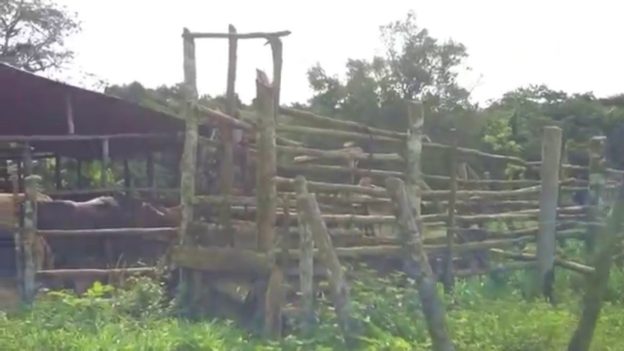 Cattle farm near Río San Juan