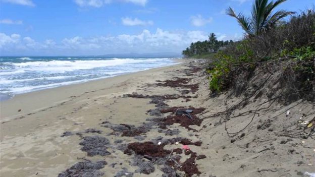 Three Acres Beachfront Land in Cabarete – Prime Dominican Republic Land For Sale