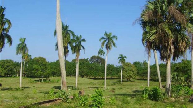 Dominican Republic Land – Cabarete Ocean View Vacant land For Sale! 48 Acres of Prime Land Dominican Republic Land – Cabarete Ocean View Vacant land For Sale! 48 Acres of Prime Land